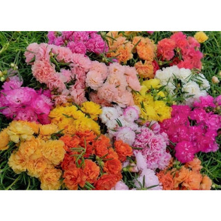 [Xả Vườn Cực Rẻ] Cành Hoa Mười Giờ Nhiều Màu Chuẩn Thái Kép Tơ Khỏe Ra Rễ Sau 3 Ngày Siêu Thị Hoa
