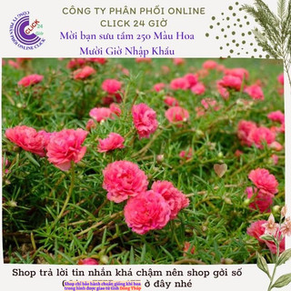 Cành Giống Hoa Mười Giờ Thái Kép Màu Hồng Đào Mới Lạ Hoa Mười Giờ Siêu Thị Hoa