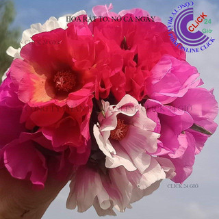 1 Ký Cành Giống Hoa Mười Giờ MỸ ĐƠN MÀU TÍM HỒNG Hoa Siêu To Nở Cả Ngày  Siêu Thị Hoa