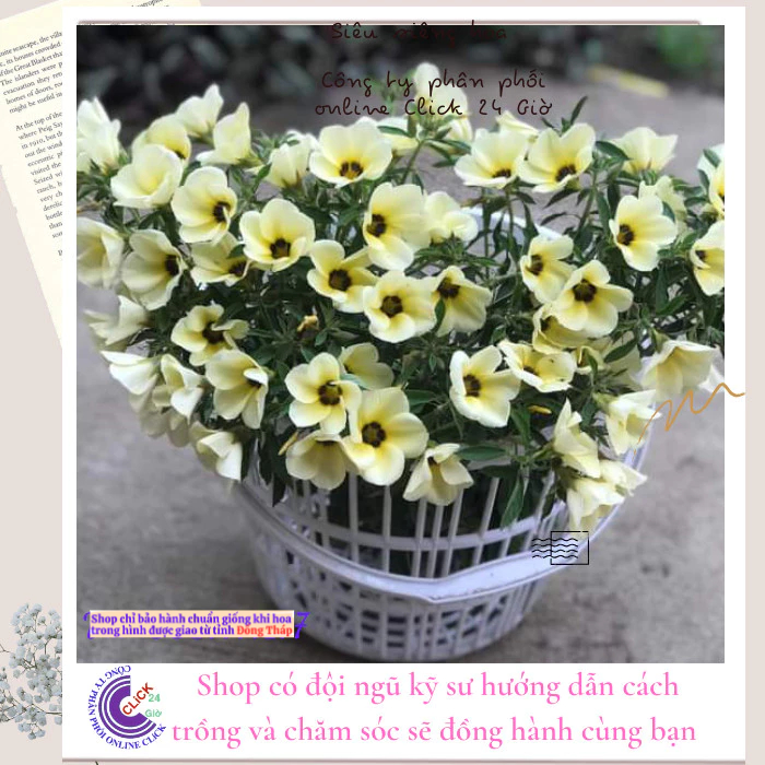 Hoa đông hầu - Hoa dừa kem - Cây dừa vàng siêu bông quanh năm ⭐ MM Market