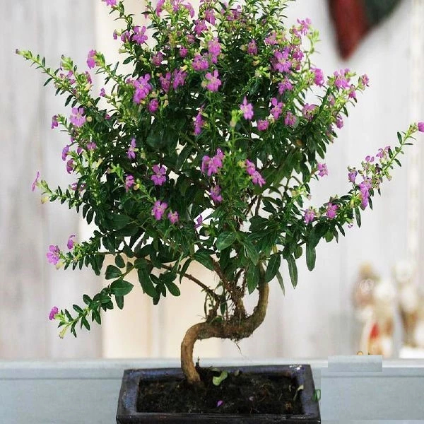 Cẩm tú mai chậu hoa siêu dễ trồng dễ uốn bonsai ️🎈 MM Market
