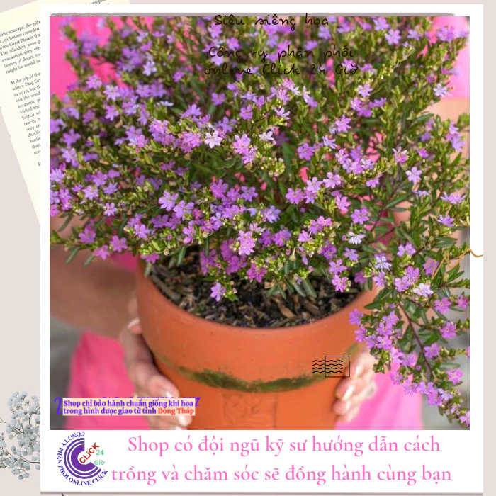 Cẩm tú mai chậu hoa siêu dễ trồng dễ uốn bonsai ️🎈 MM Market