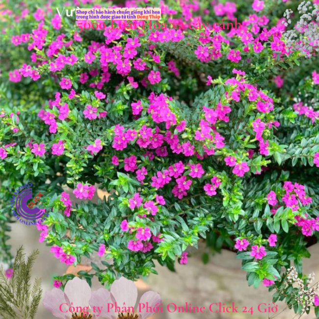 Cẩm tú mai chậu hoa siêu dễ trồng dễ uốn bonsai ️🎈 MM Market