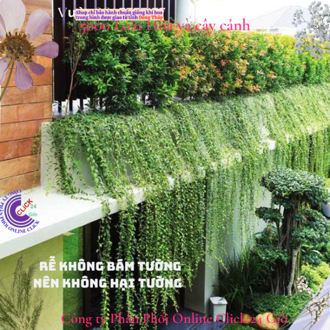 2 Cây tạo rèm buông rủ cúc tần Ấn Độ rủ dài gần 1,5m giá rất rẻ ️🐧 MM Market