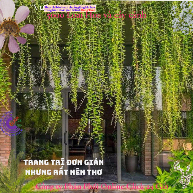 2 Cây tạo rèm buông rủ cúc tần Ấn Độ rủ dài gần 1,5m giá rất rẻ ️🐧 MM Market