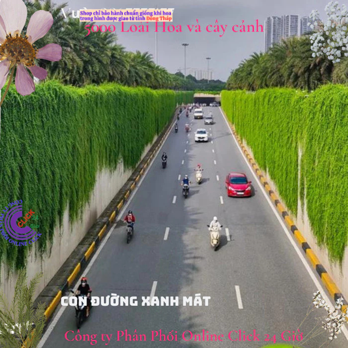 2 Cây tạo rèm buông rủ cúc tần Ấn Độ rủ dài gần 1,5m giá rất rẻ ️🐧 MM Market