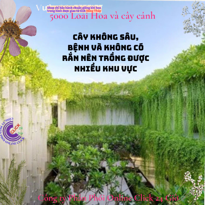 2 Cây tạo rèm buông rủ cúc tần Ấn Độ rủ dài gần 1,5m giá rất rẻ ️🐧 MM Market