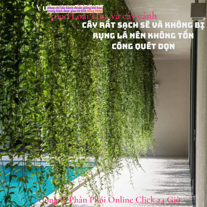 2 Cây tạo rèm buông rủ cúc tần Ấn Độ rủ dài gần 1,5m giá rất rẻ ️🐧 MM Market