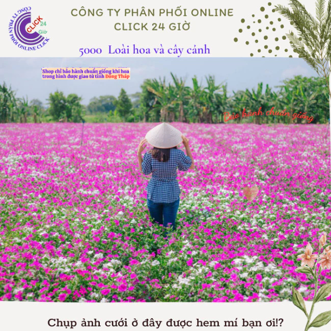 Hoa dừa cạn siêu bông giống hoa màu đỏ cực phẩm nở quanh năm ️📐 MM Market