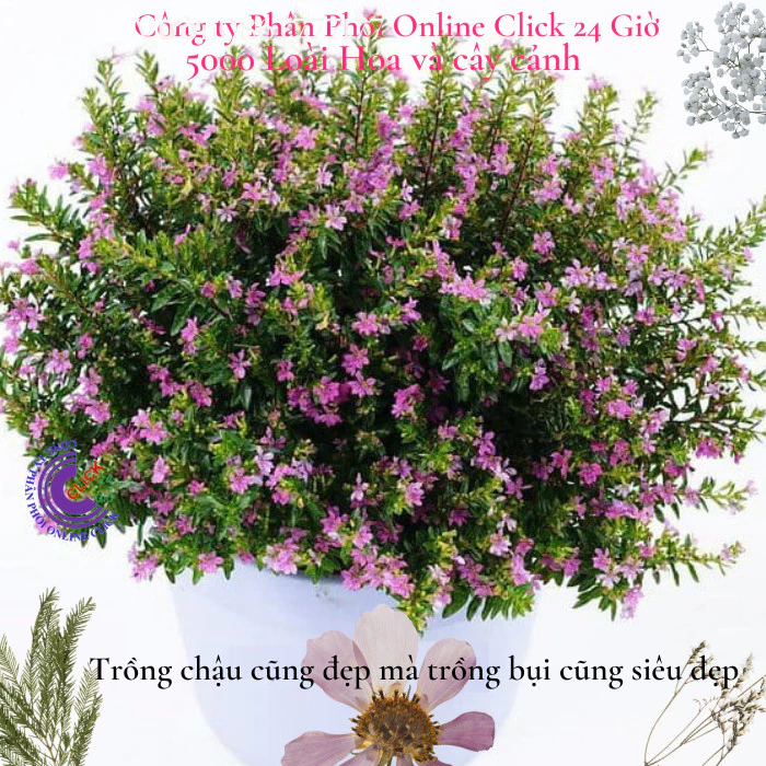 Cẩm tú mai chậu hoa siêu dễ trồng dễ uốn bonsai ️🎈 MM Market