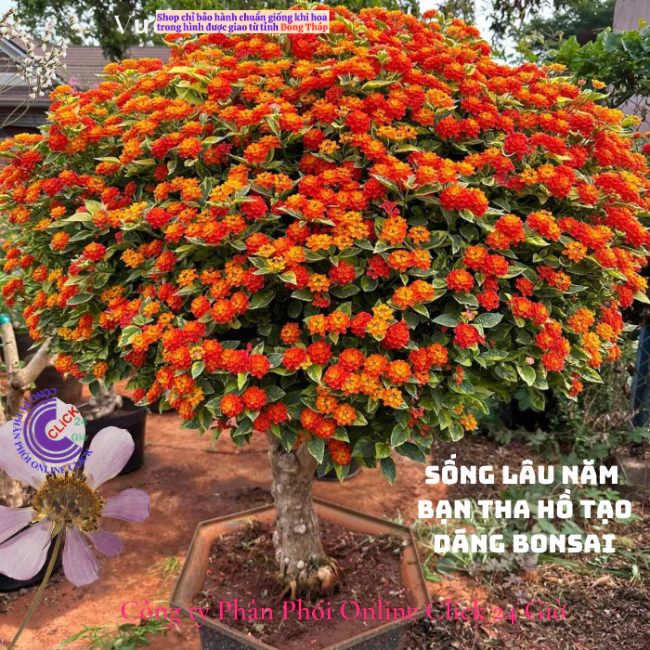 Hoa ngũ sắc đỏ cam 1 siêu bông hoa tứ quý thái nở quanh năm 🍂 MM Market