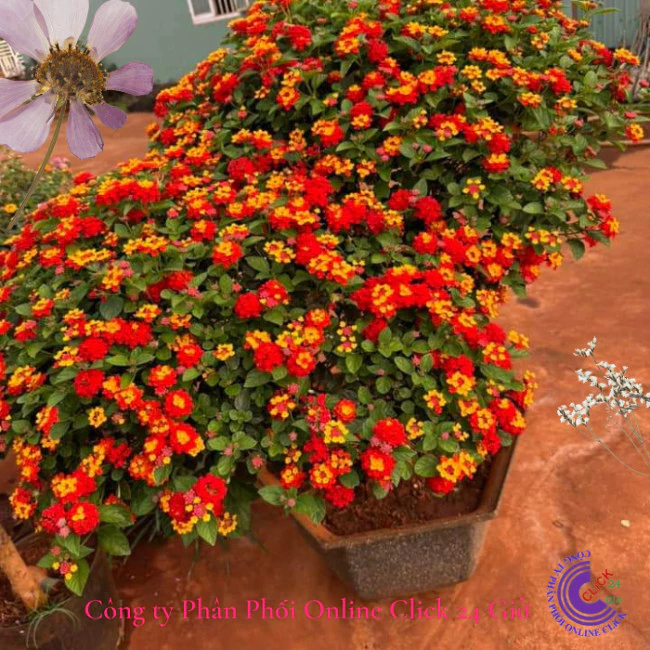 Hoa ngũ sắc đỏ cam 1 siêu bông hoa tứ quý thái nở quanh năm 🍂 MM Market