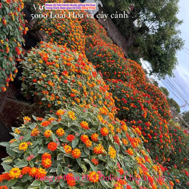 Hoa ngũ sắc đỏ cam 1 siêu bông hoa tứ quý thái nở quanh năm 🍂 MM Market