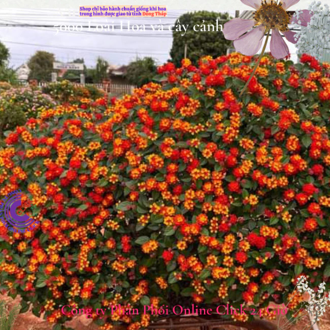 Hoa ngũ sắc đỏ cam 1 siêu bông hoa tứ quý thái nở quanh năm 🍂 MM Market