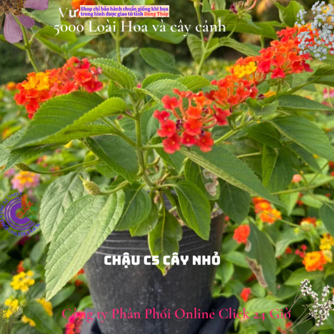 Hoa ngũ sắc đỏ cam 1 siêu bông hoa tứ quý thái nở quanh năm 🍂 MM Market