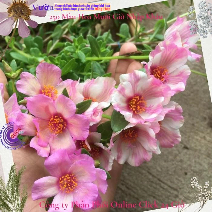 Hoa Sam Thái Hoa Mười Giờ Sam Đơn Màu 103 Giống Mới Đẹp Mĩ Mãn MM Market