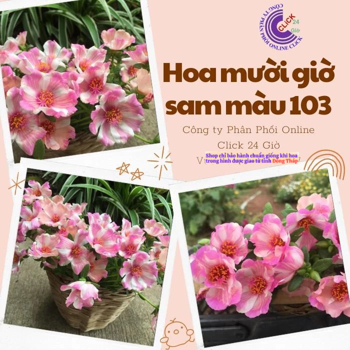 Hoa Sam Thái Hoa Mười Giờ Sam Đơn Màu 103 Giống Mới Đẹp Mĩ Mãn MM Market