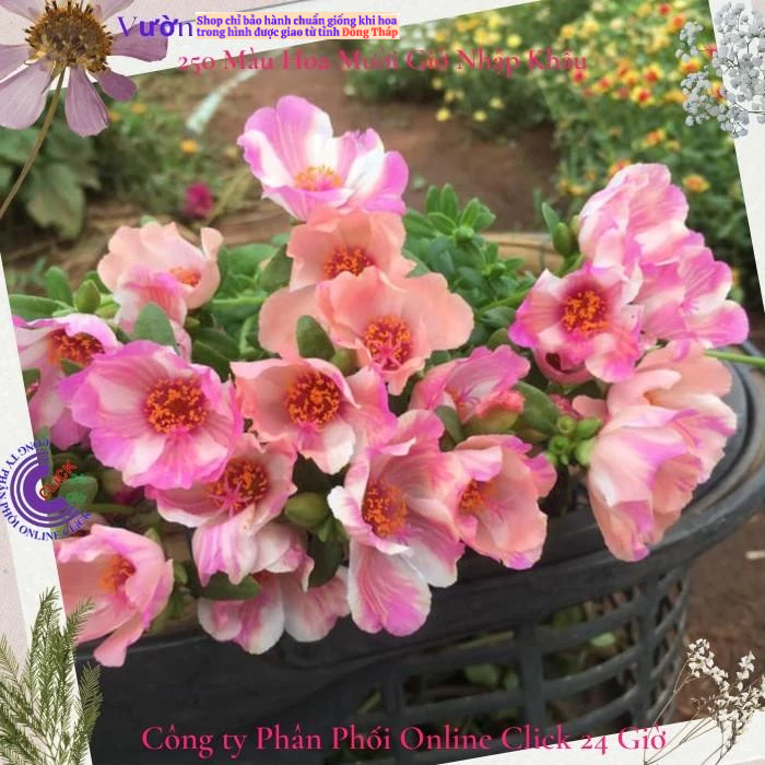 Hoa Sam Thái Hoa Mười Giờ Sam Đơn Màu 103 Giống Mới Đẹp Mĩ Mãn MM Market