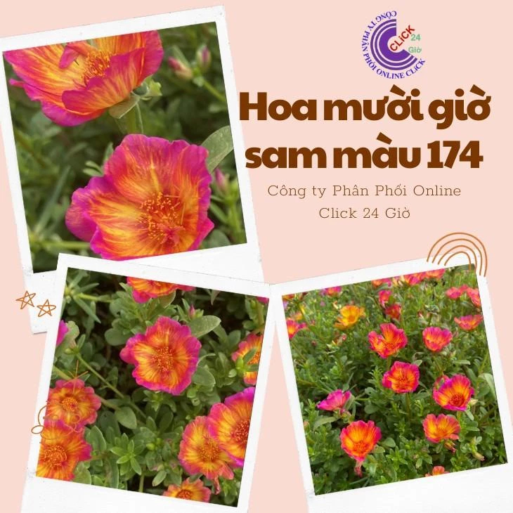 Cành Giống Hoa Sam Chuẩn Sam Thái Hoa Chuông To Số 174 Hoa Mười Giờ Giống Mới MM Market