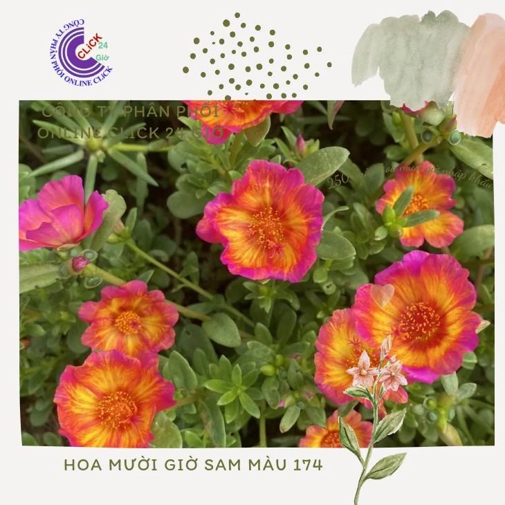 Cành Giống Hoa Sam Chuẩn Sam Thái Hoa Chuông To Số 174 Hoa Mười Giờ Giống Mới MM Market