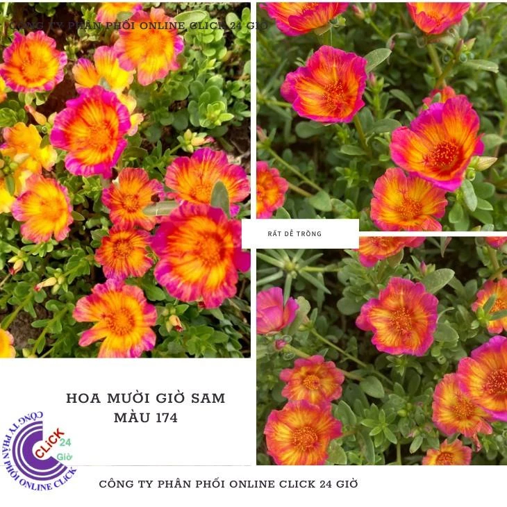 Cành Giống Hoa Sam Chuẩn Sam Thái Hoa Chuông To Số 174 Hoa Mười Giờ Giống Mới MM Market
