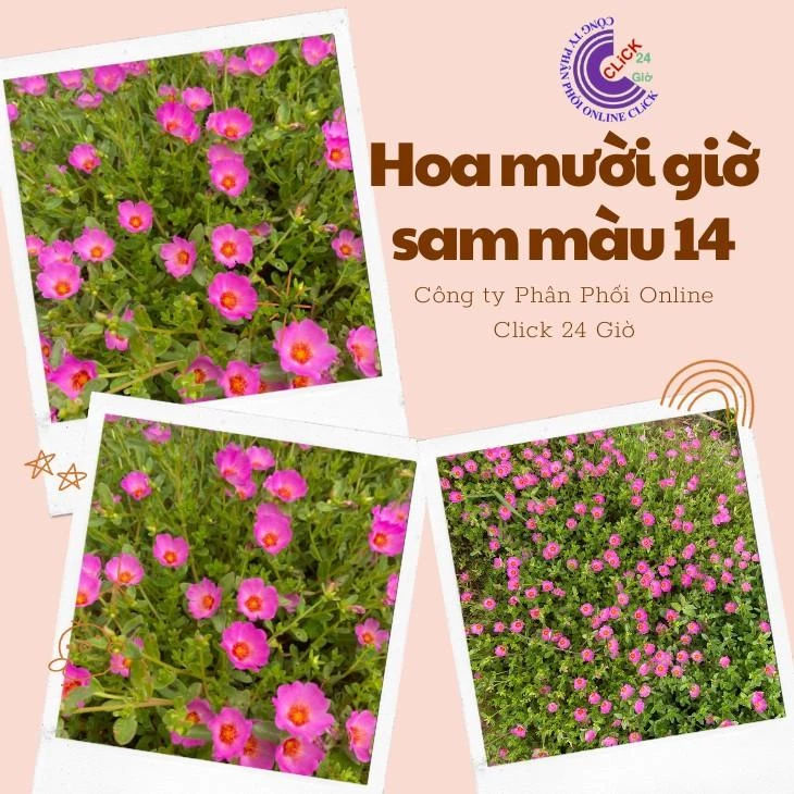 [Cân Ký] Cành Giống Hoa Sam Chuẩn Sam Thái Nhập Khẩu Hoa To Màu Tím Số 14 Hoa Mười Giờ Sam Giống Mới MM Market