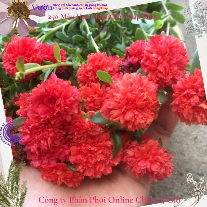 [HOA TO NỞ CẢ NGÀY] Hoa Sam Kép Xù Khủng Hoa Mười Giờ Sam Thái Kép Siêu To Gấp 3 Lần Sam Kép Khác MM Market