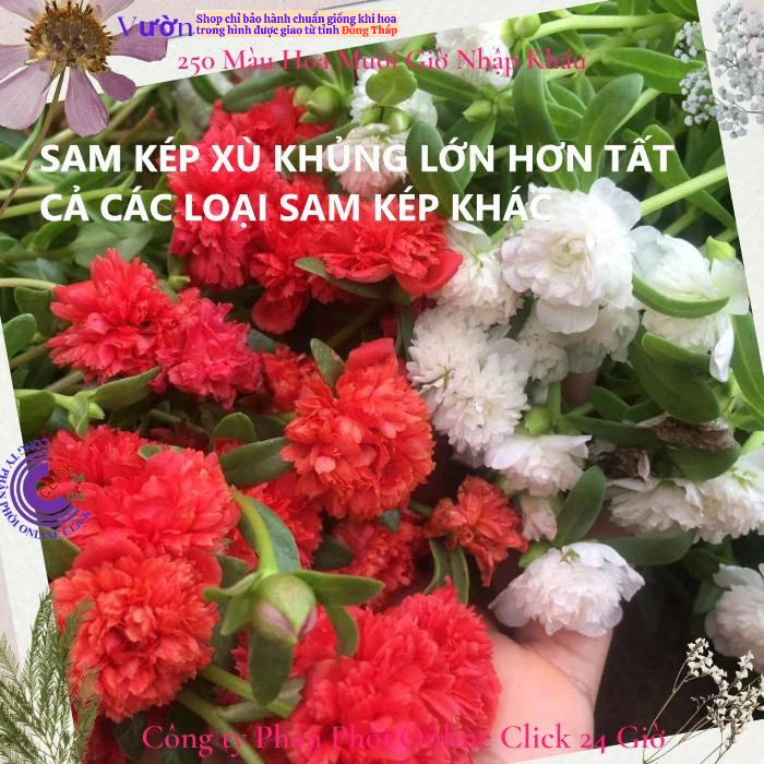 [HOA TO NỞ CẢ NGÀY] Hoa Sam Kép Xù Khủng Hoa Mười Giờ Sam Thái Kép Siêu To Gấp 3 Lần Sam Kép Khác MM Market