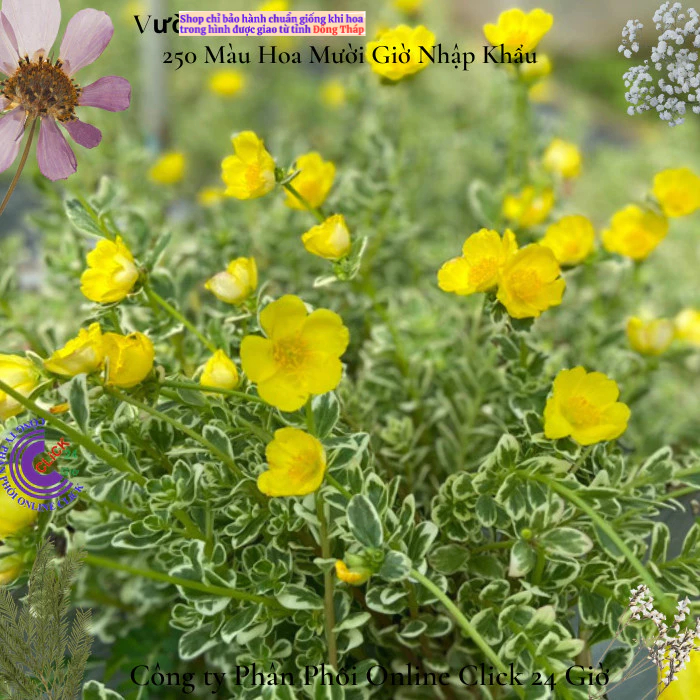 Cành Hoa Sam Cẩm Thạch Vàng Phú Quý 🍀 MM Market