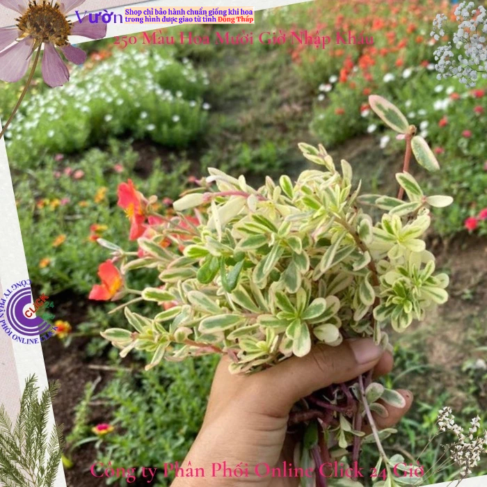500g Hoa Mười Giờ Sam Cẩm Thạch HOA ĐỎ Hoa Mười Giờ Sam Thái Viền Lá Cẩm Thạch Đẹp Độc Lạ MM Market