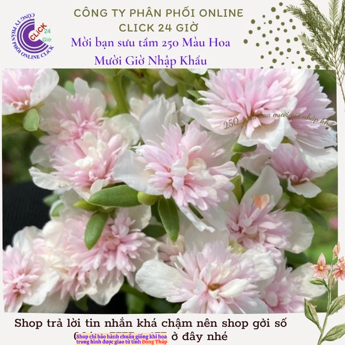 [NỞ CẢ NGÀY] Cành Giống Hoa Sam Kép Màu Hồng Nhạt Hoa Mười Giờ Sam Kép Màu Mới MM Market