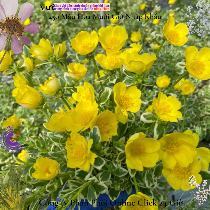 Cành Hoa Sam Cẩm Thạch Vàng Phú Quý 🍀 MM Market