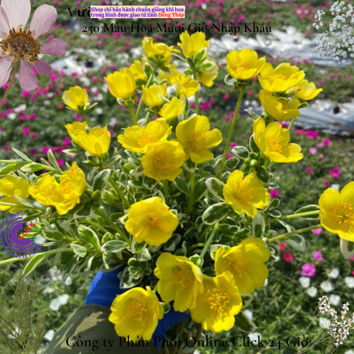 Cành Hoa Sam Cẩm Thạch Vàng Phú Quý 🍀 MM Market