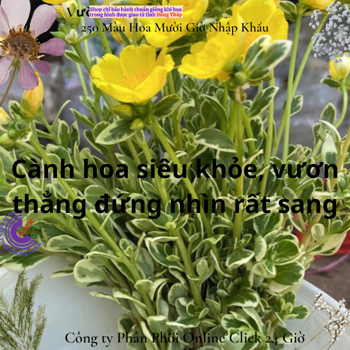Cành Hoa Sam Cẩm Thạch Vàng Phú Quý 🍀 MM Market