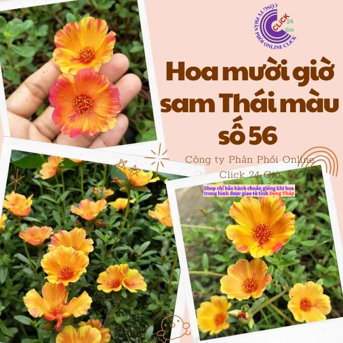 Cành Giống Hoa Sam Thái Hoa Mười Giờ Sam Đơn Số 56 Loang MM Market
