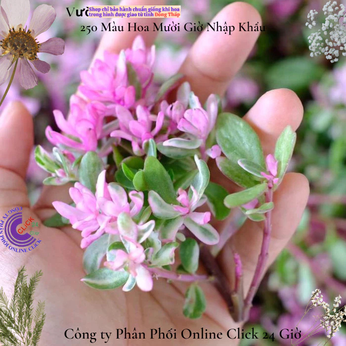 Hoa Mười Giờ Sam Cẩm Thạch Lá Hồng Hạnh Phúc 🍀 MM Market