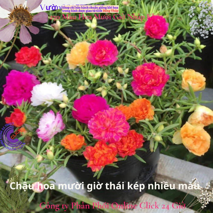 4 Chậu hoa mười giờ thái kép nhiều màu đẹp ️🎡 MM Market