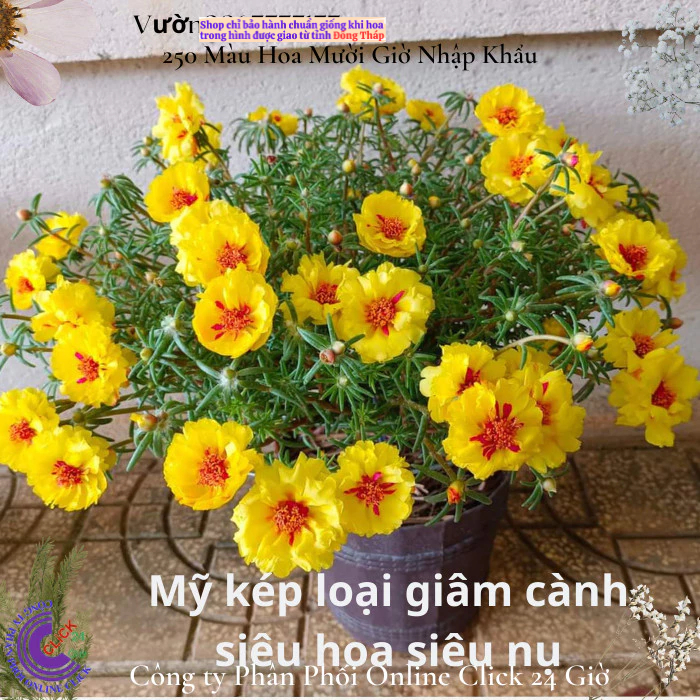 NỞ CẢ NGÀY Hoa mười giờ mỹ kép vàng xuyến đỏ nổi bật hoa to rực rỡ🔆 MM Market