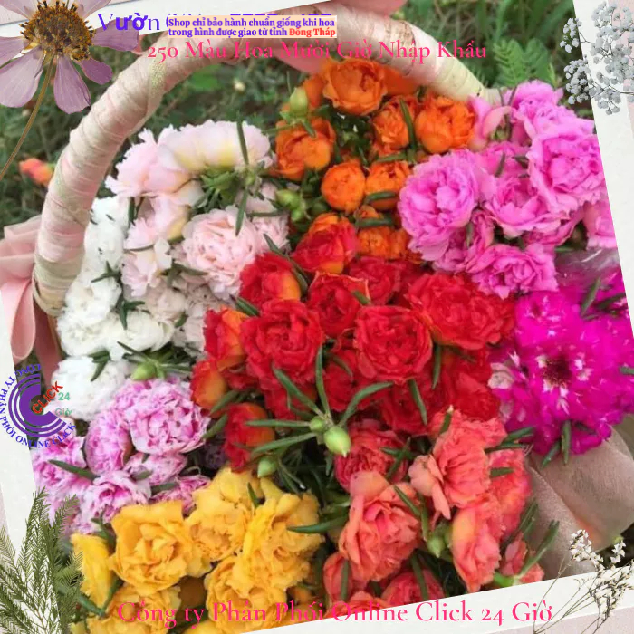 Combo Hoa Mười Giờ Đủ Loại Làm Theo Yêu Cầu Khách Để Giảm Phí Vận Chuyển
