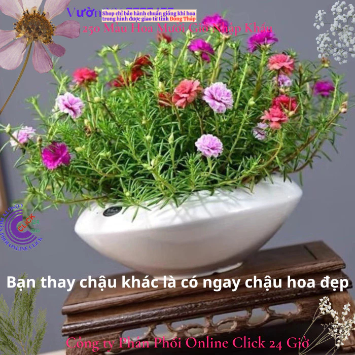 4 Chậu hoa mười giờ thái kép nhiều màu đẹp ️🎡 MM Market