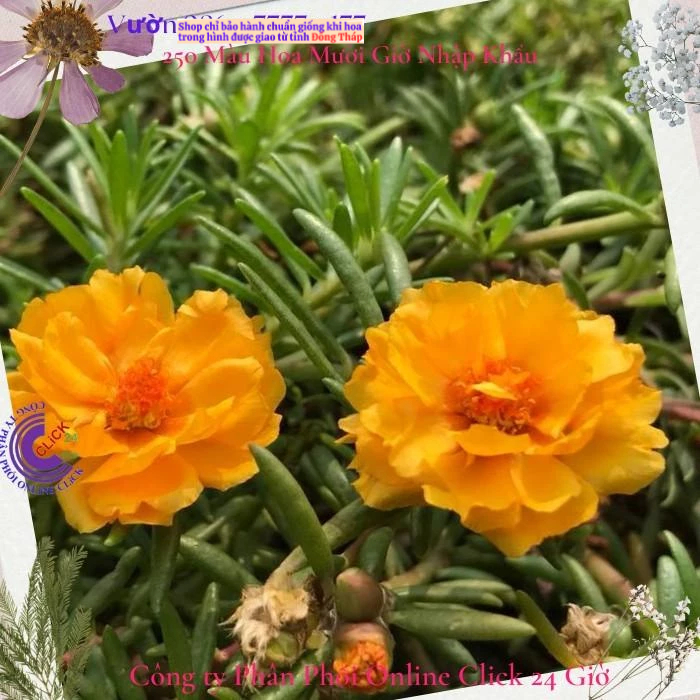 Cành hoa mười giờ Thái Kép Màu Vàng Qúy Tộc Siêu Đẹp MM Market