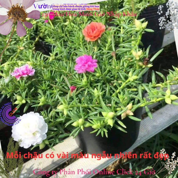 4 Chậu hoa mười giờ thái kép nhiều màu đẹp ️🎡 MM Market
