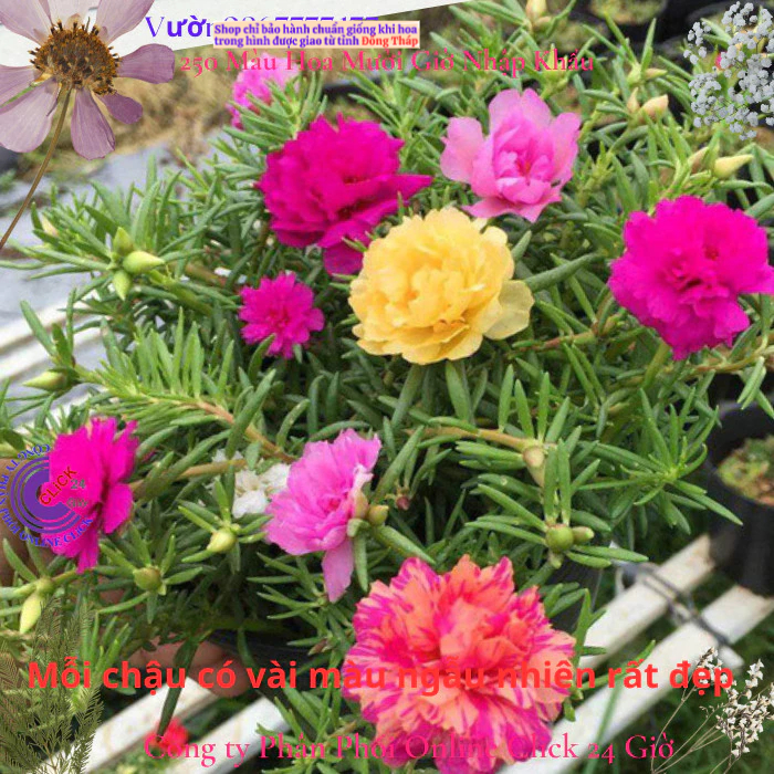 4 Chậu hoa mười giờ thái kép nhiều màu đẹp ️🎡 MM Market