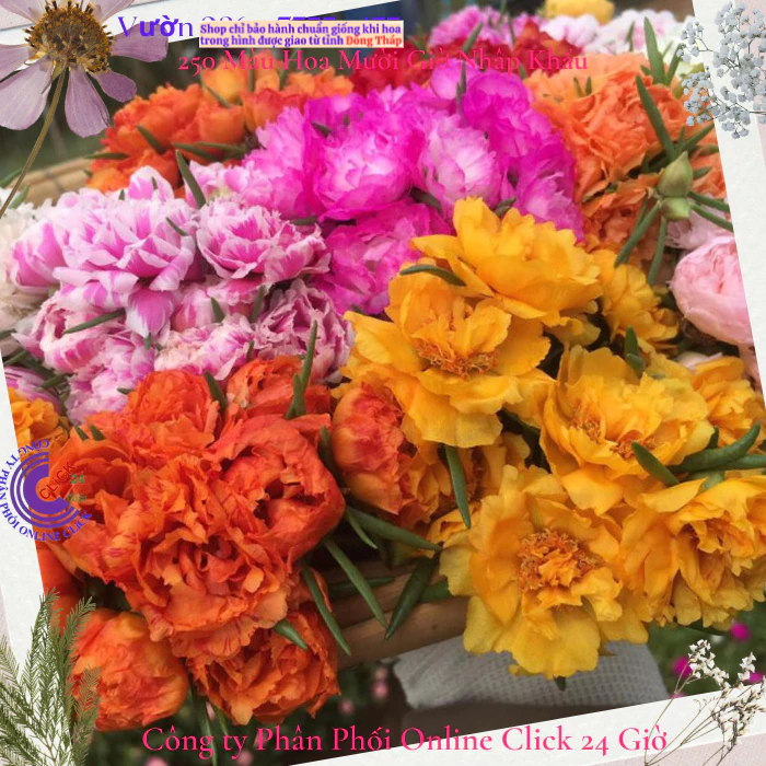 Combo Hoa Mười Giờ Đủ Loại Theo Yêu Cầu Khách Hàng Để Giảm Tiền Phí Vận Chuyển