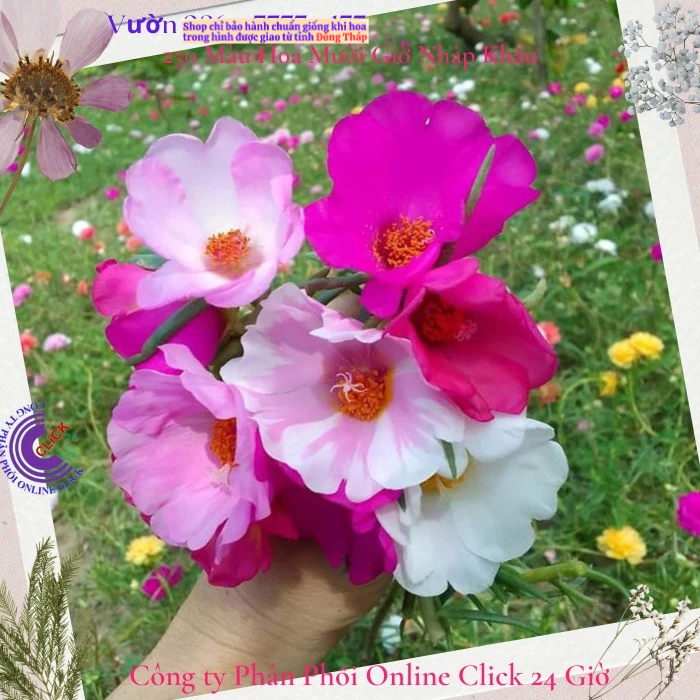 [Được Chọn Màu] Cành Giống Hoa Mười Giờ Mỹ Đơn Màu Trắng Thuần Hoa To MM Market
