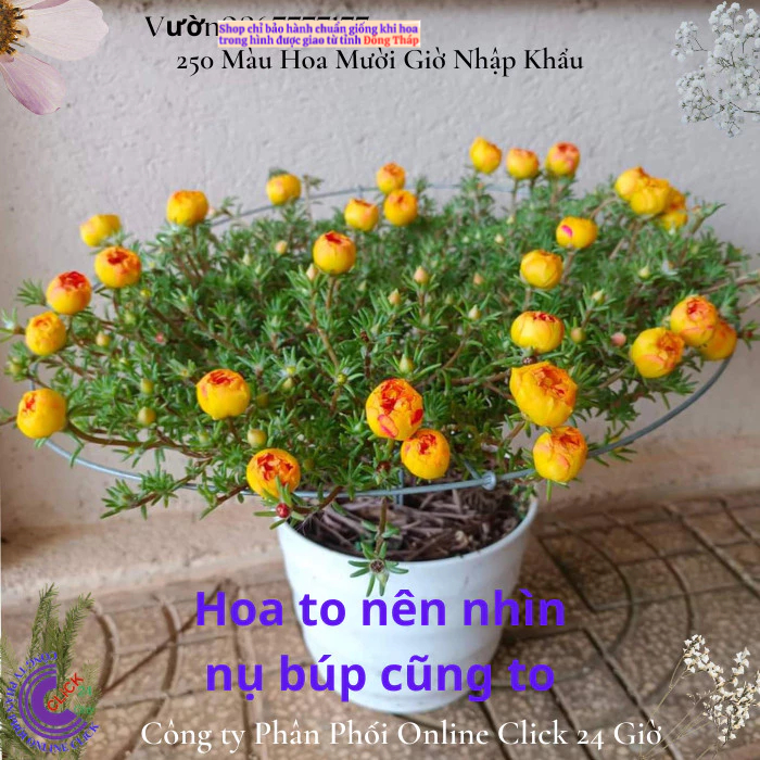 NỞ CẢ NGÀY Hoa mười giờ mỹ kép vàng xuyến đỏ nổi bật hoa to rực rỡ🔆 MM Market