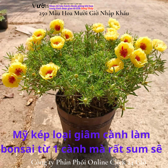 NỞ CẢ NGÀY Hoa mười giờ mỹ kép vàng xuyến đỏ nổi bật hoa to rực rỡ🔆 MM Market