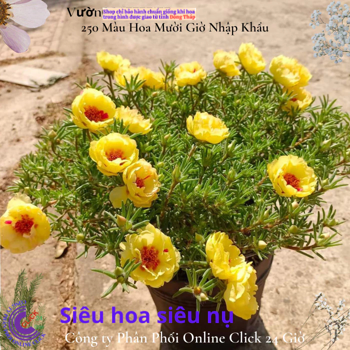 NỞ CẢ NGÀY Hoa mười giờ mỹ kép vàng xuyến đỏ nổi bật hoa to rực rỡ🔆 MM Market