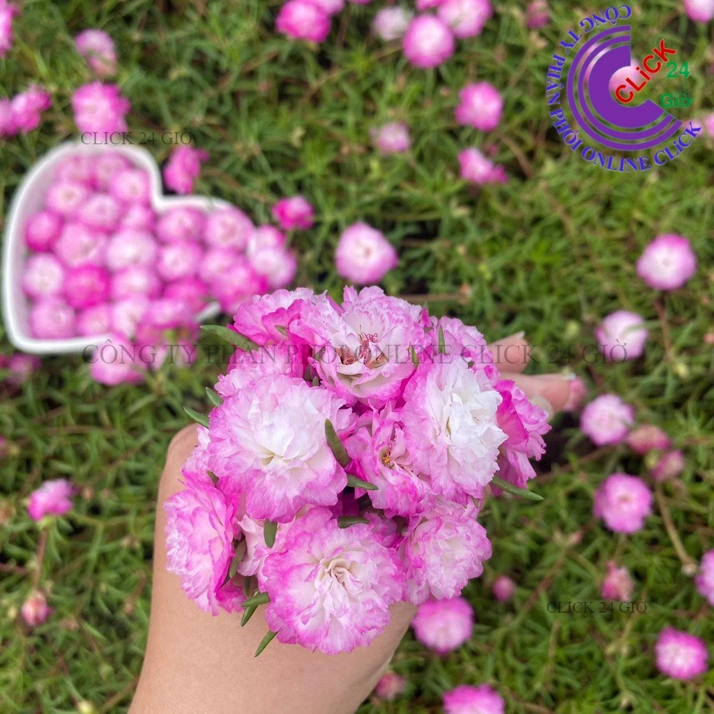 Cành Giống Hoa Mười Giờ Thái Kép MÀU TRẮNG VIỀN TÍM MỚI Cành Tơ Siêu Khỏe Ra Rễ Sau 3 Ngày  MM Market