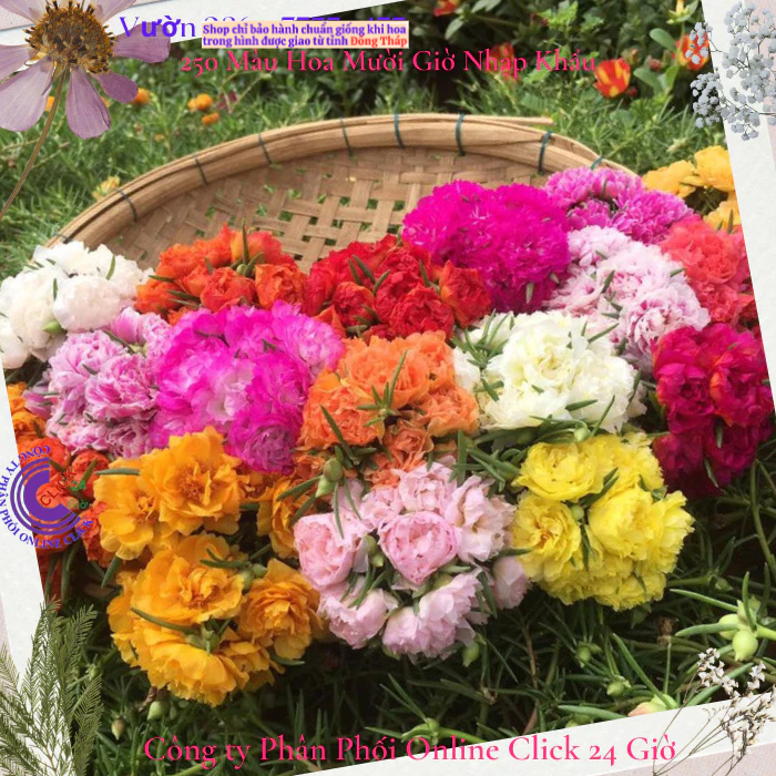Combo Hoa Mười Giờ Đủ Loại Theo Yêu Cầu Khách Hàng Để Giảm Tiền Phí Vận Chuyển
